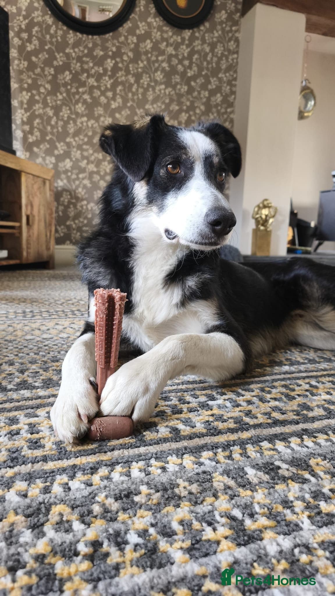 MAXπ Let Down But Still Loving β Mixed Breed