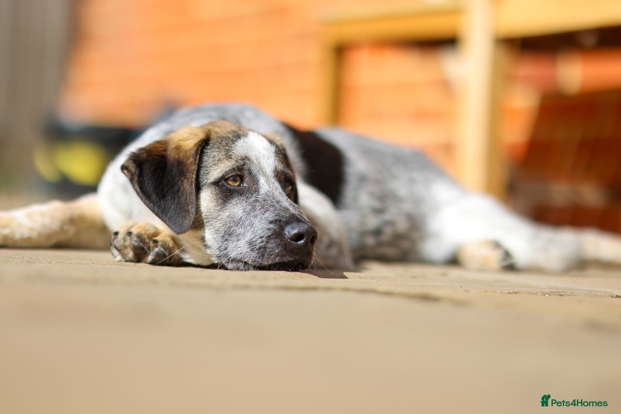 Easygoing Electra - Colourful Lab type photo 32