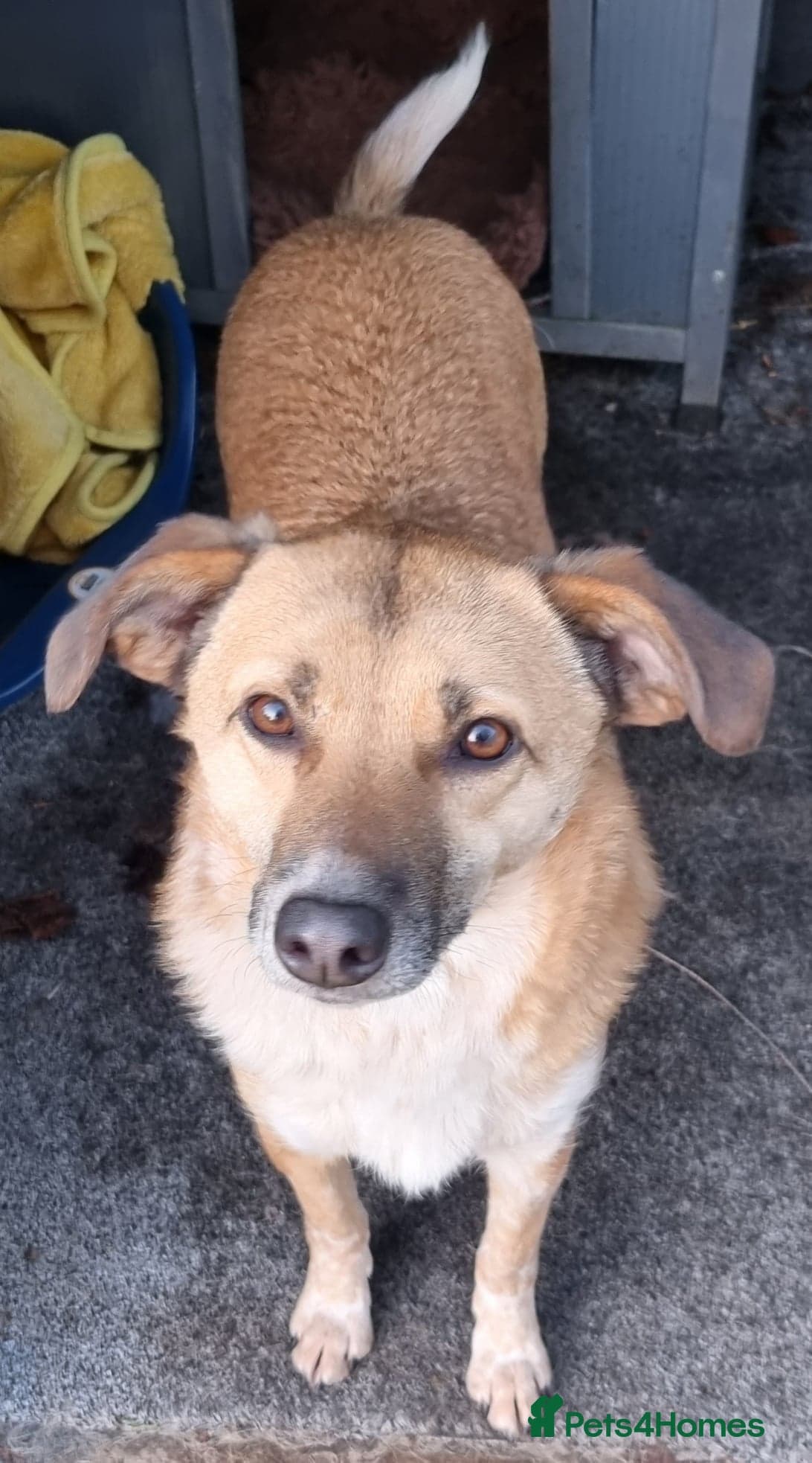 Tessa and Tosca -looking photo 11