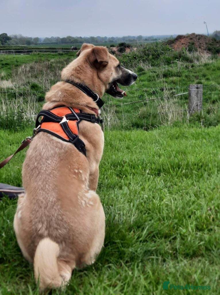 Meet Ruma, currently residing in Cheshire photo 5