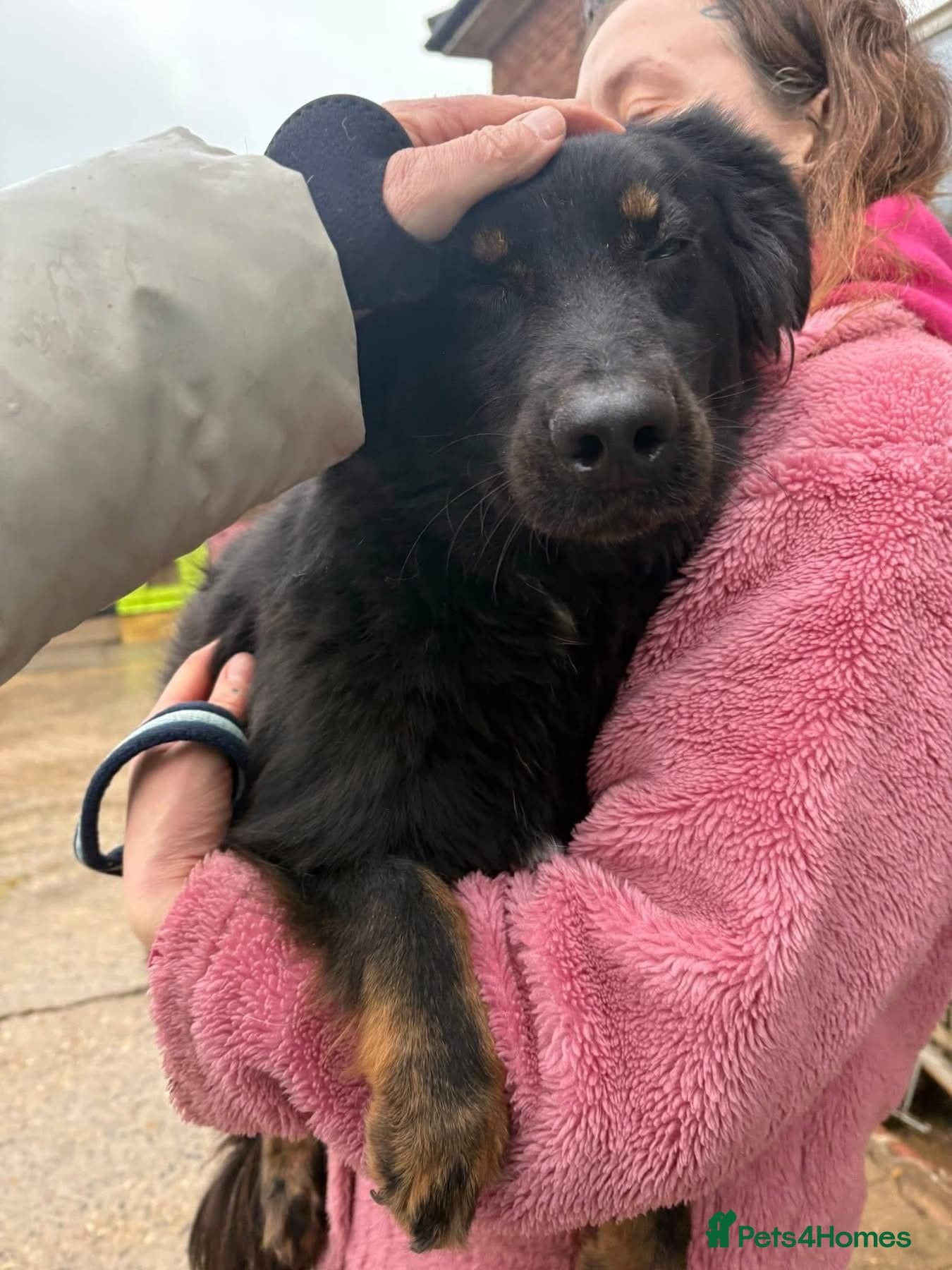 Newton - Norwich Norfolk photo 14