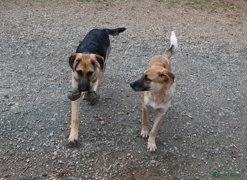 Magnificent Orion 6 moths old photo 6