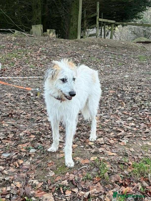 KALLIE- 18 months, loves dogs/playful/active/rural photo 21