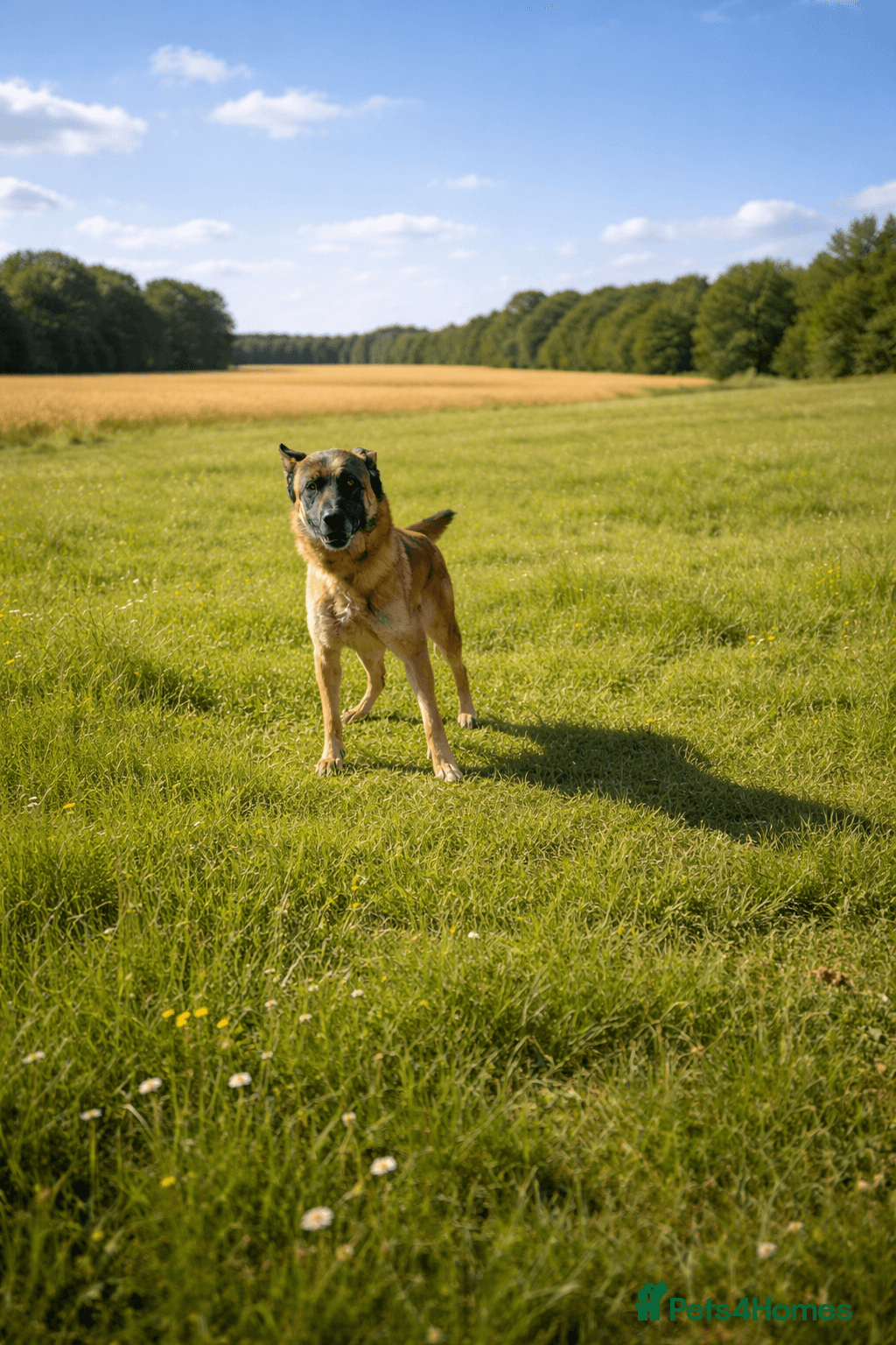 ️🚨urgent🚨‼️ diego💙🐾 photo 2