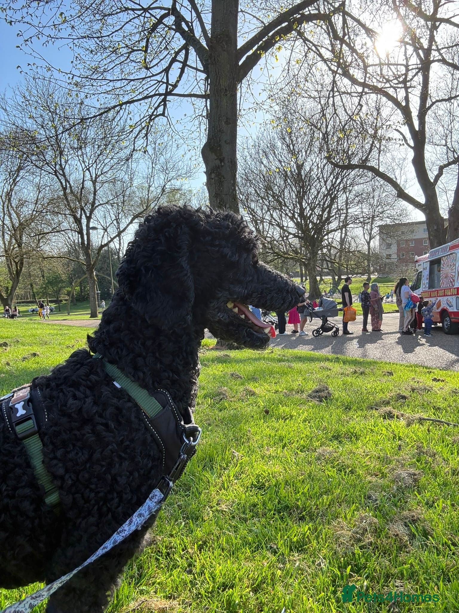 οΈπΆ charlie photo 16