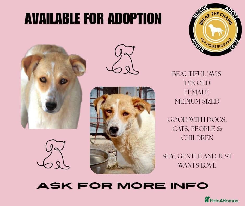 Avis- 20 months - photo 23