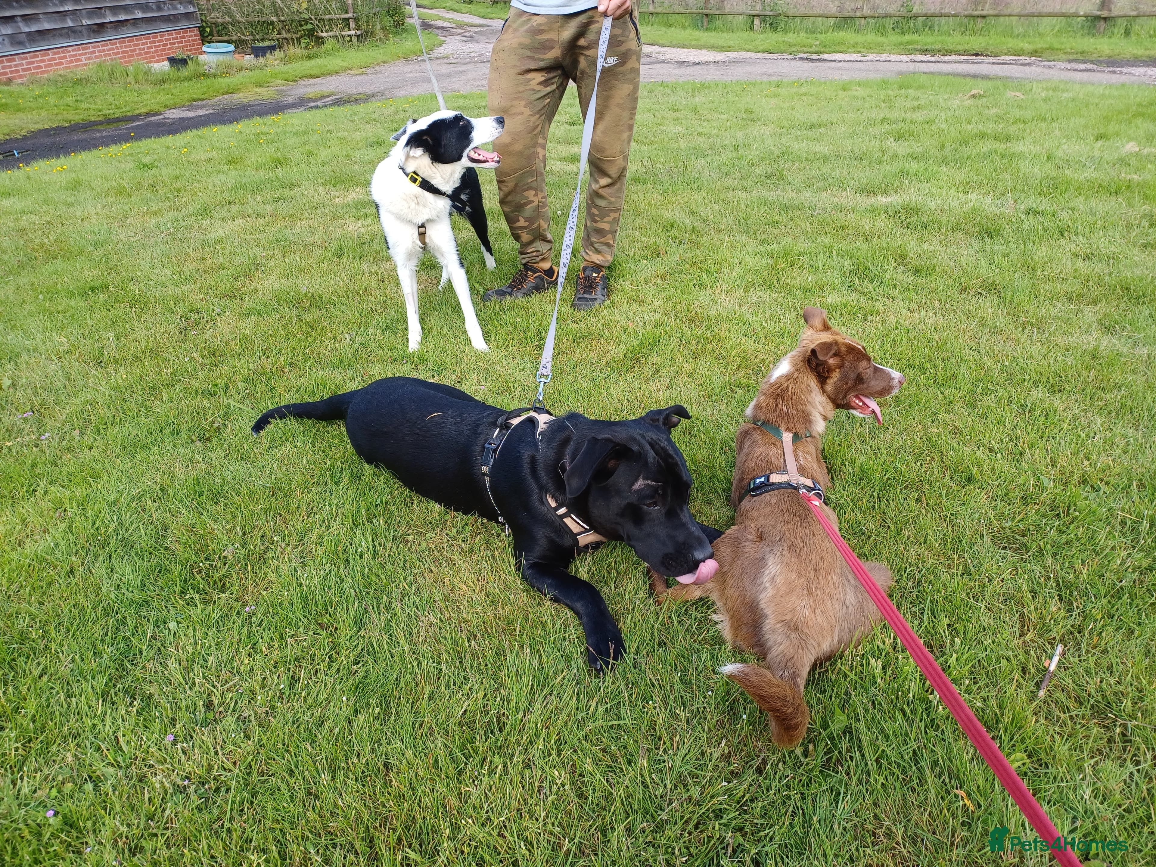 SHEAMUS,URGENT sensitive Soul Labrador Cross photo 27