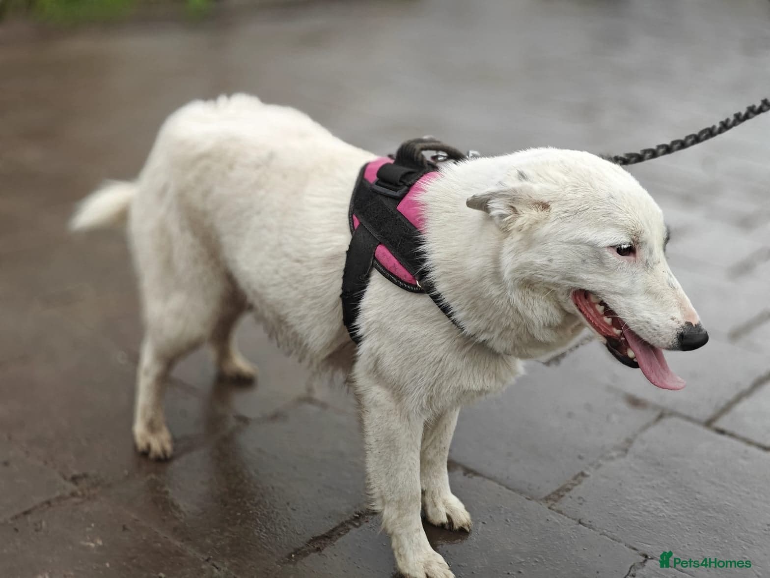 οΈπΆ suzy photo 18