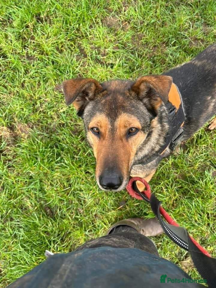 Meet Kobi, currently residing in Cheshire photo 14