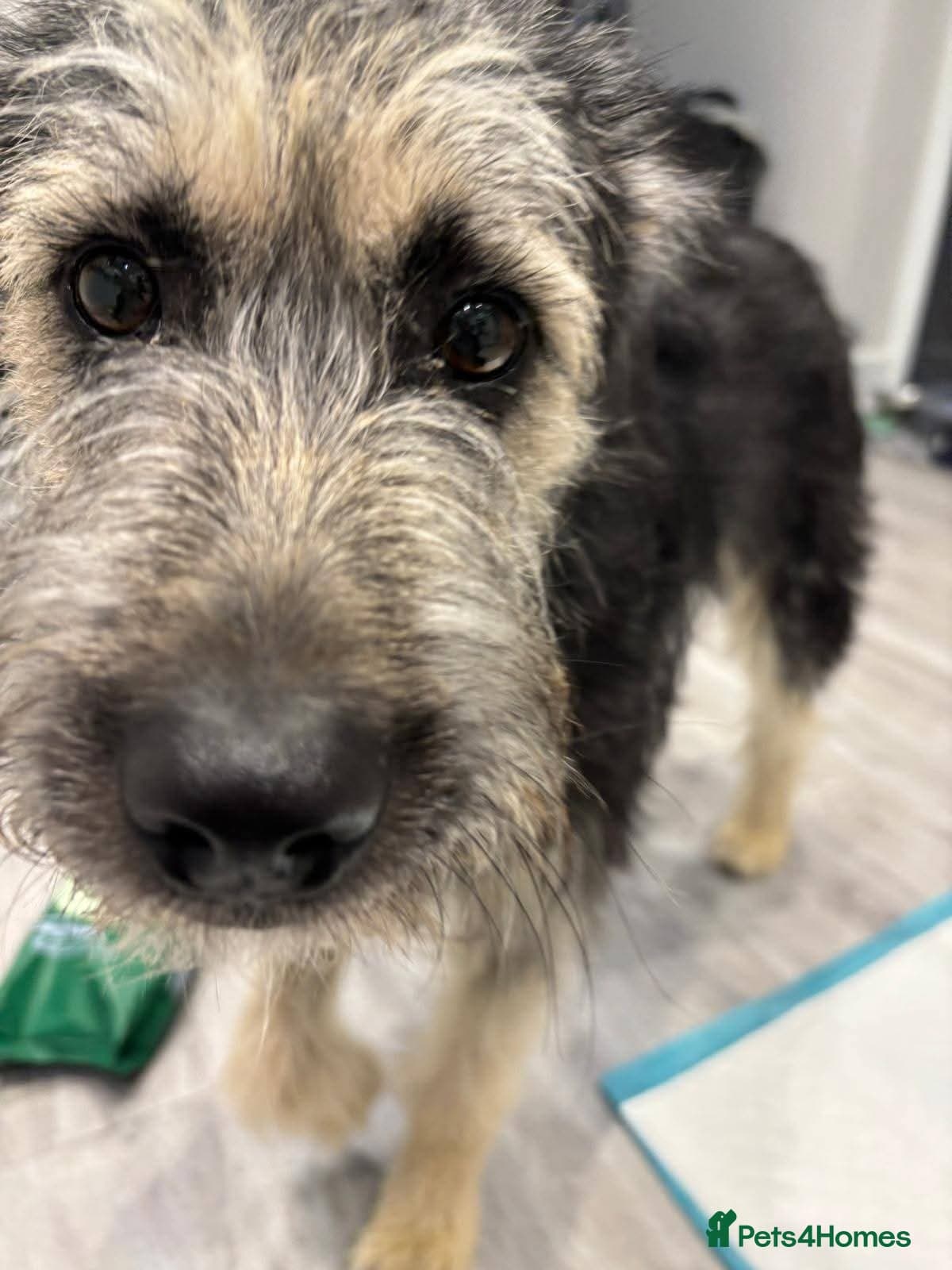 Meet Courgetti, currently residing in Norfolk photo 3