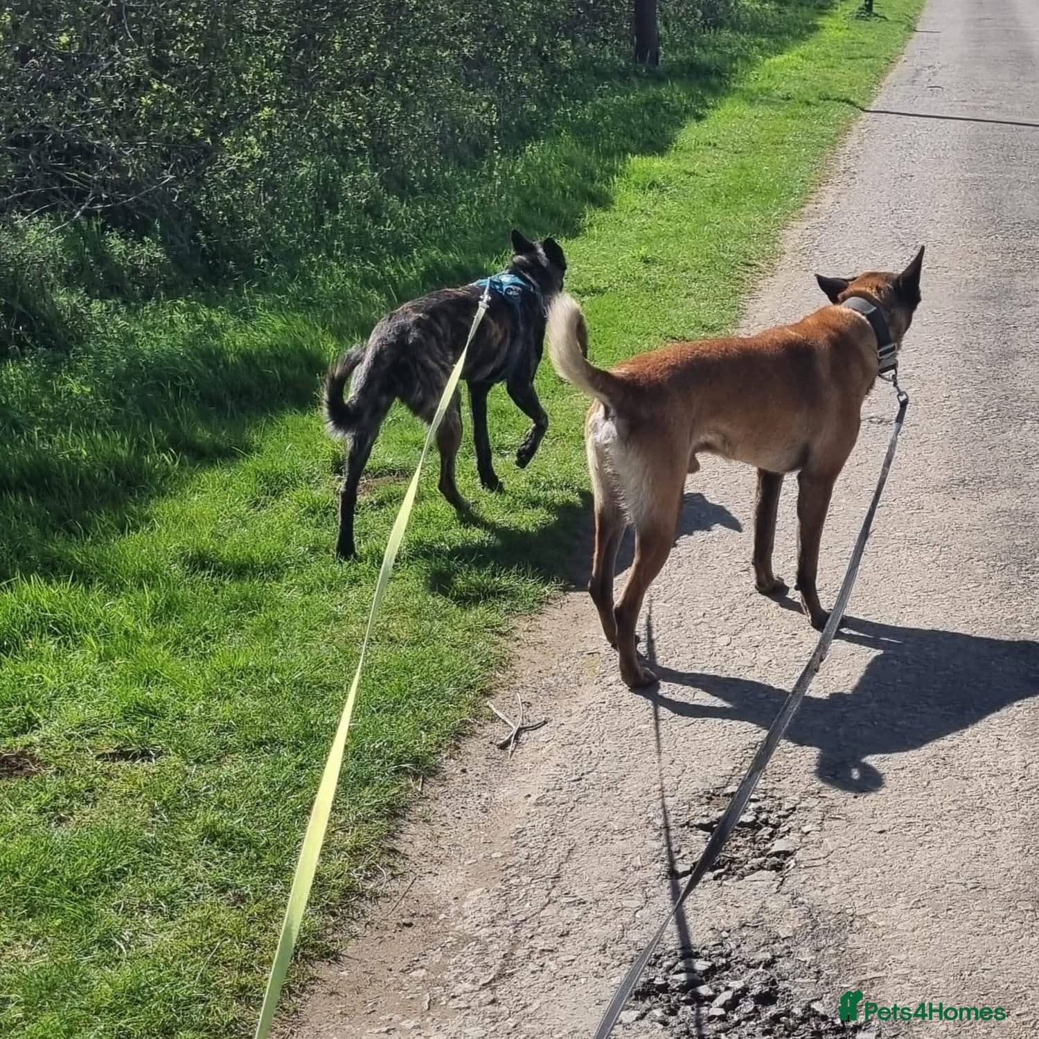 JAKE - Malinois photo 5