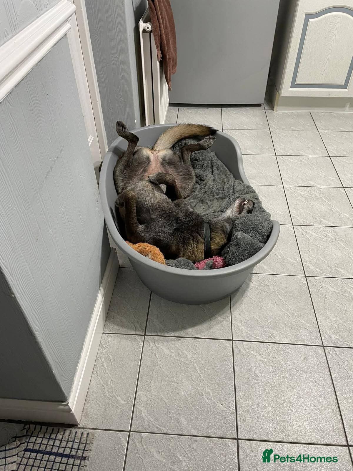 Meet Sasha, currently residing in Merseyside photo 3