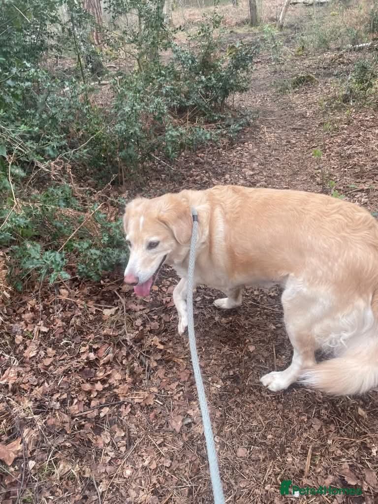 Meet Honey, currently residing in Guilford photo 10