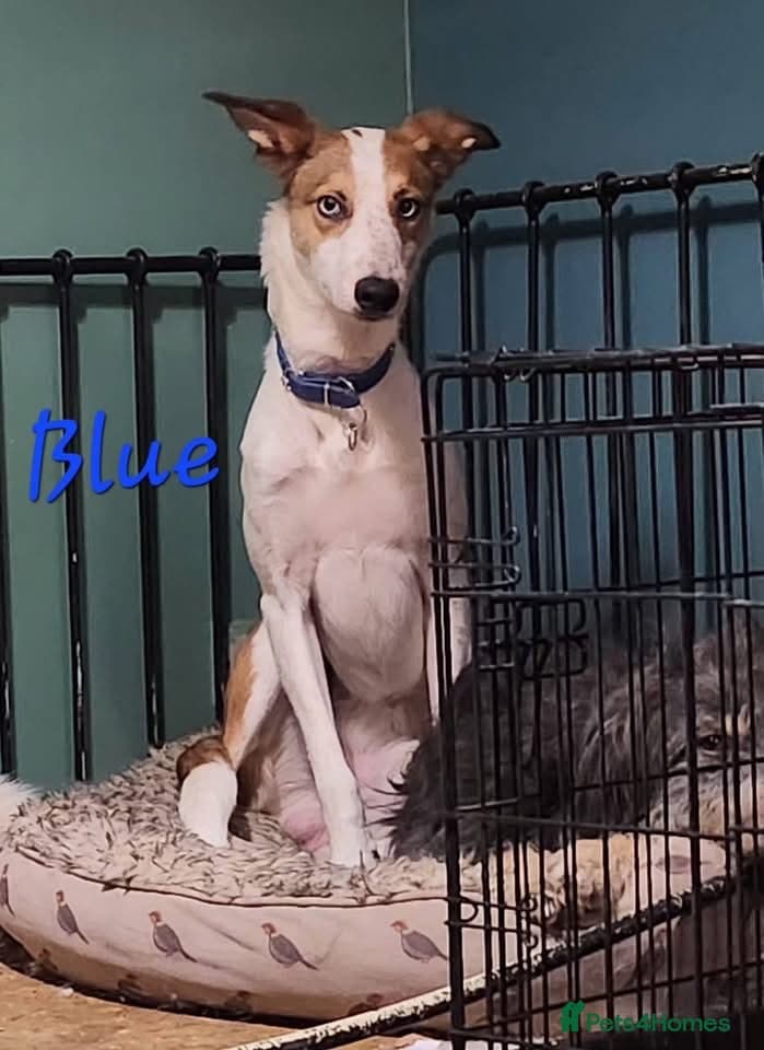Blue and Skye β Mixed Breed