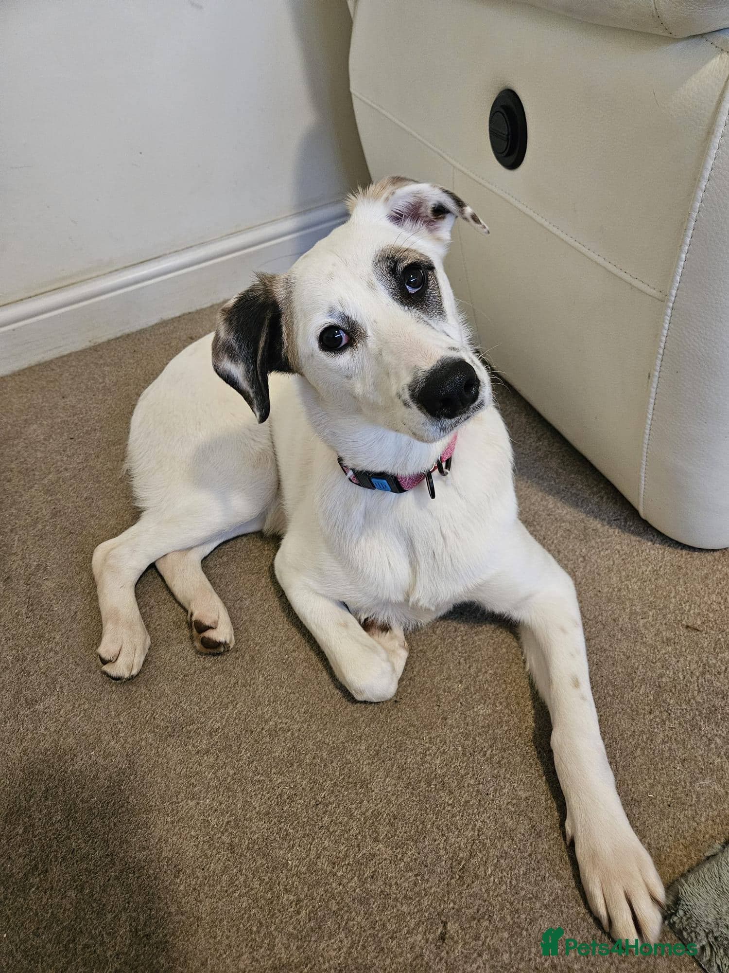 ️PLIAMKA❤️9-month-old loving and playful girl photo 3