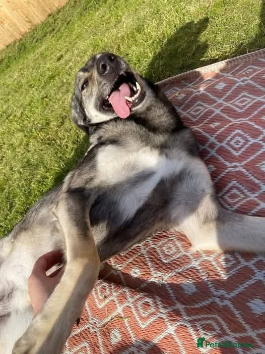 Meet vinnie,, currently residing in Cheshire β Mixed Breed