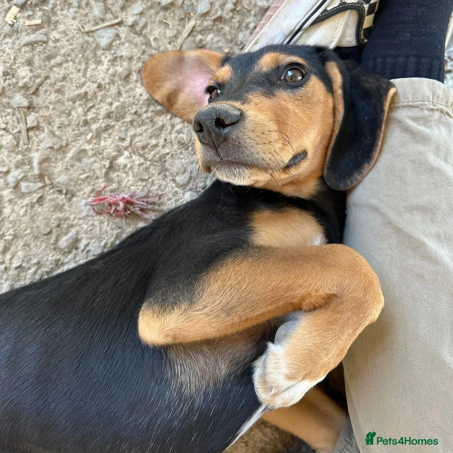 Ivan (Greek Harehound) photo 25