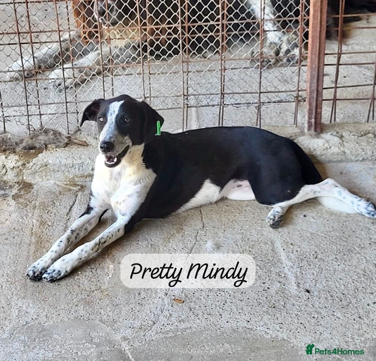 Pretty Mindy. Reserved STC. photo 7