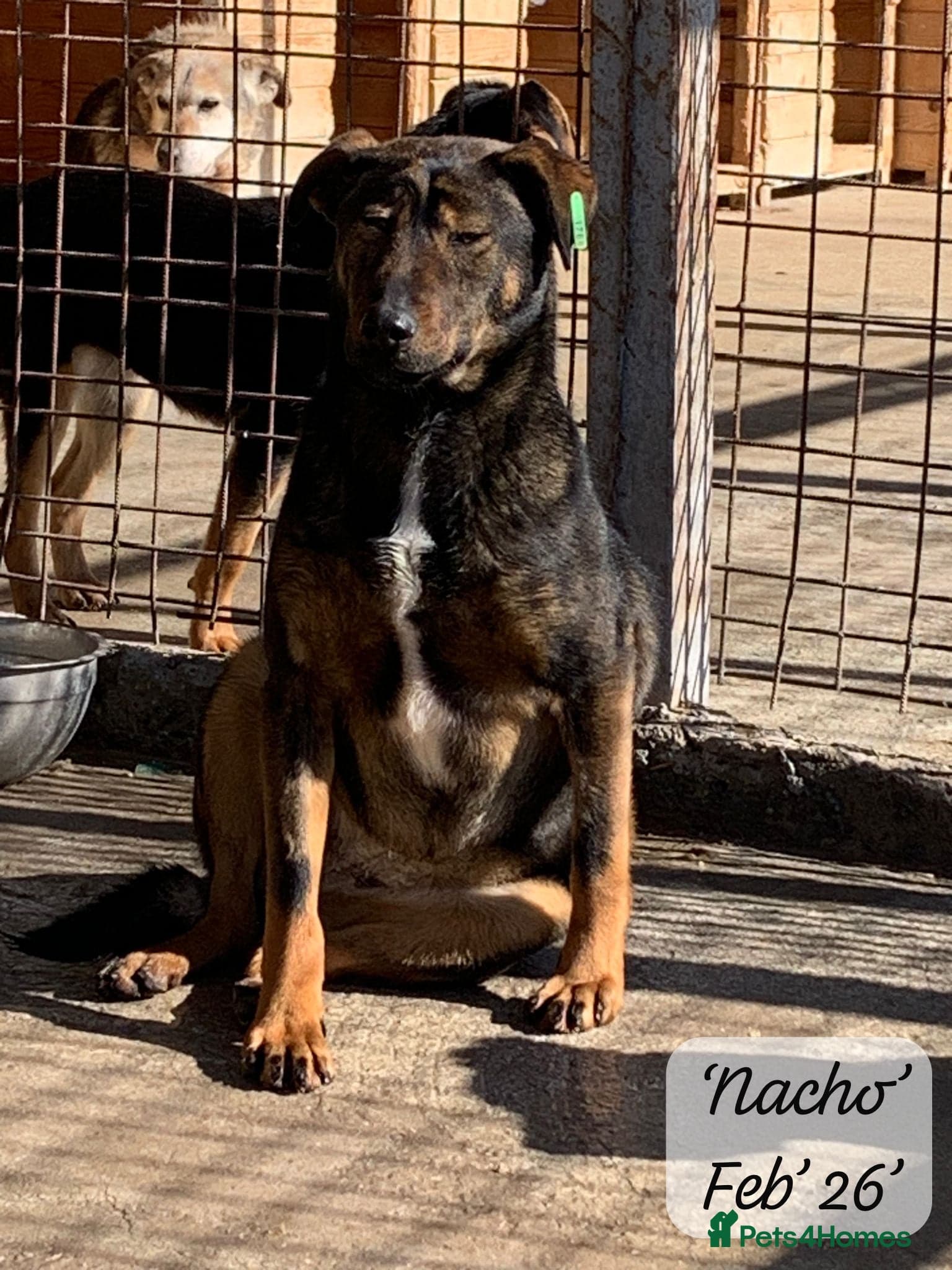 Nacho, 10-12 months old. — Mixed Breed