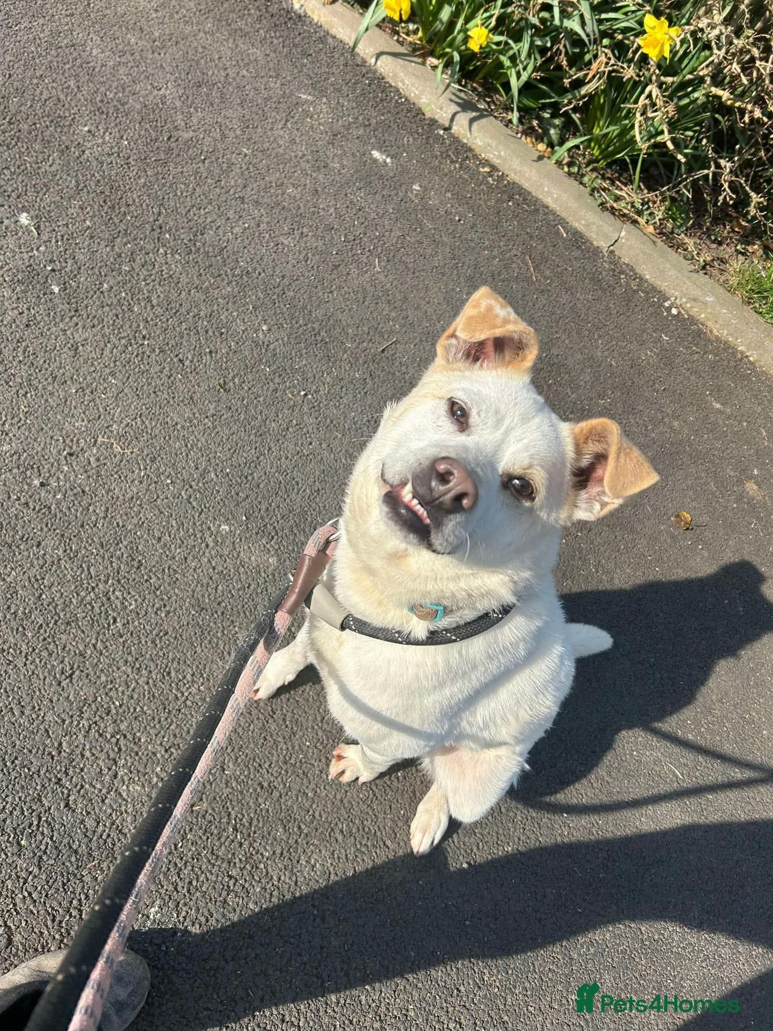 Meet Bear, currently residing in Cheshire photo 4