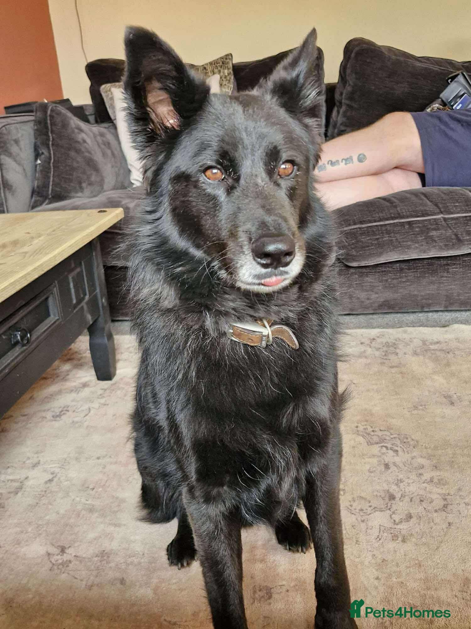 Meet Bear, currently residing in Staffordshire β Mixed Breed