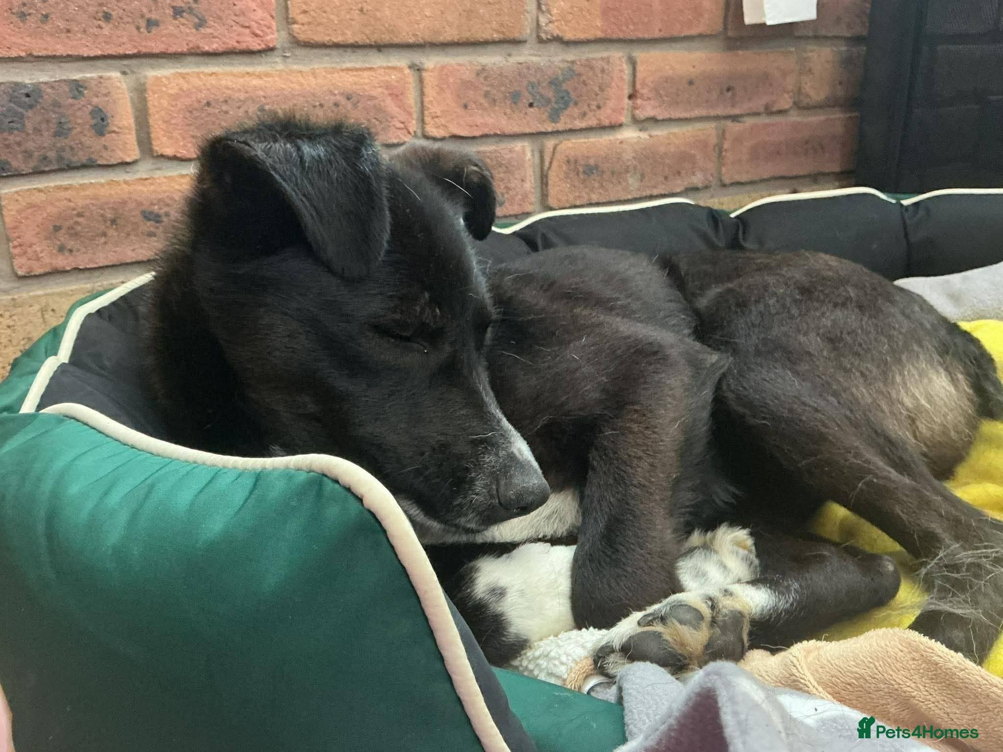 Meet Ava, currently residing in Shropshire — Mixed Breed