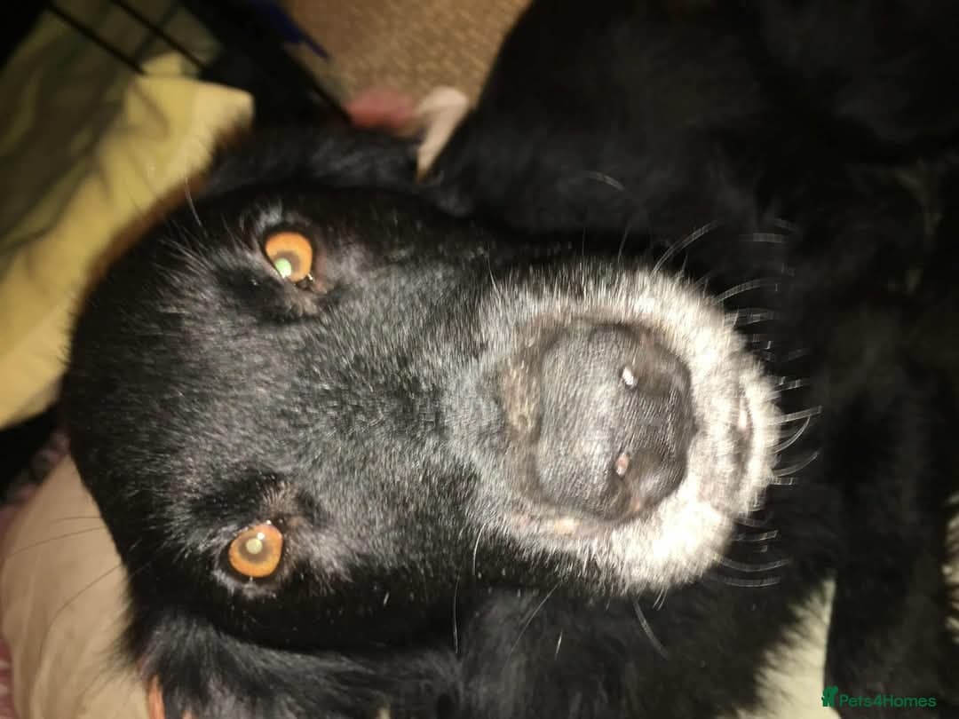 Meet Hera, currently residing in Middlesex — Mixed Breed