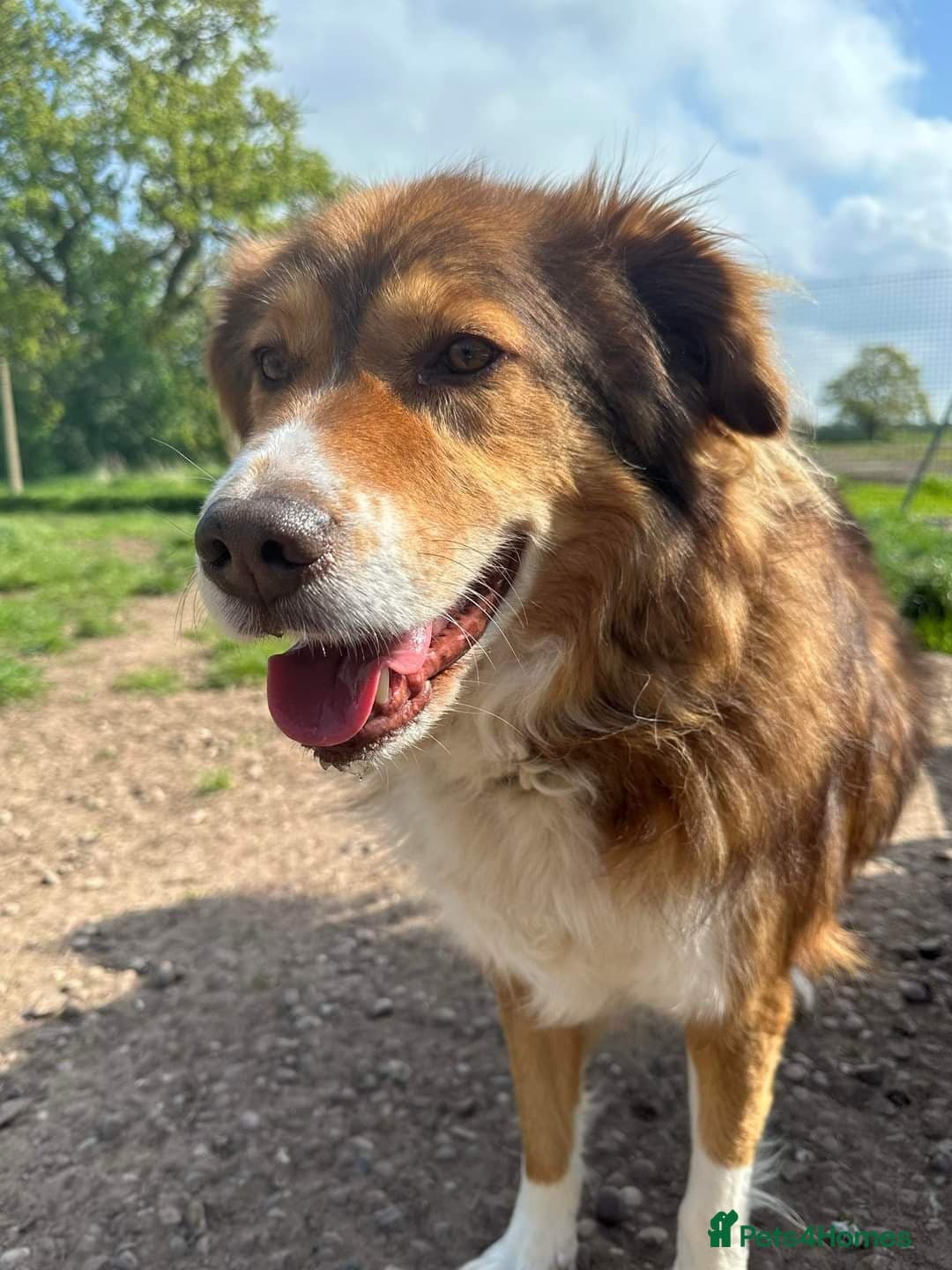 Meet Pongo, currently residing in Cheshire photo 20