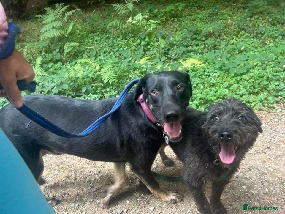 Whiskey. Norwich Norfolk photo 14