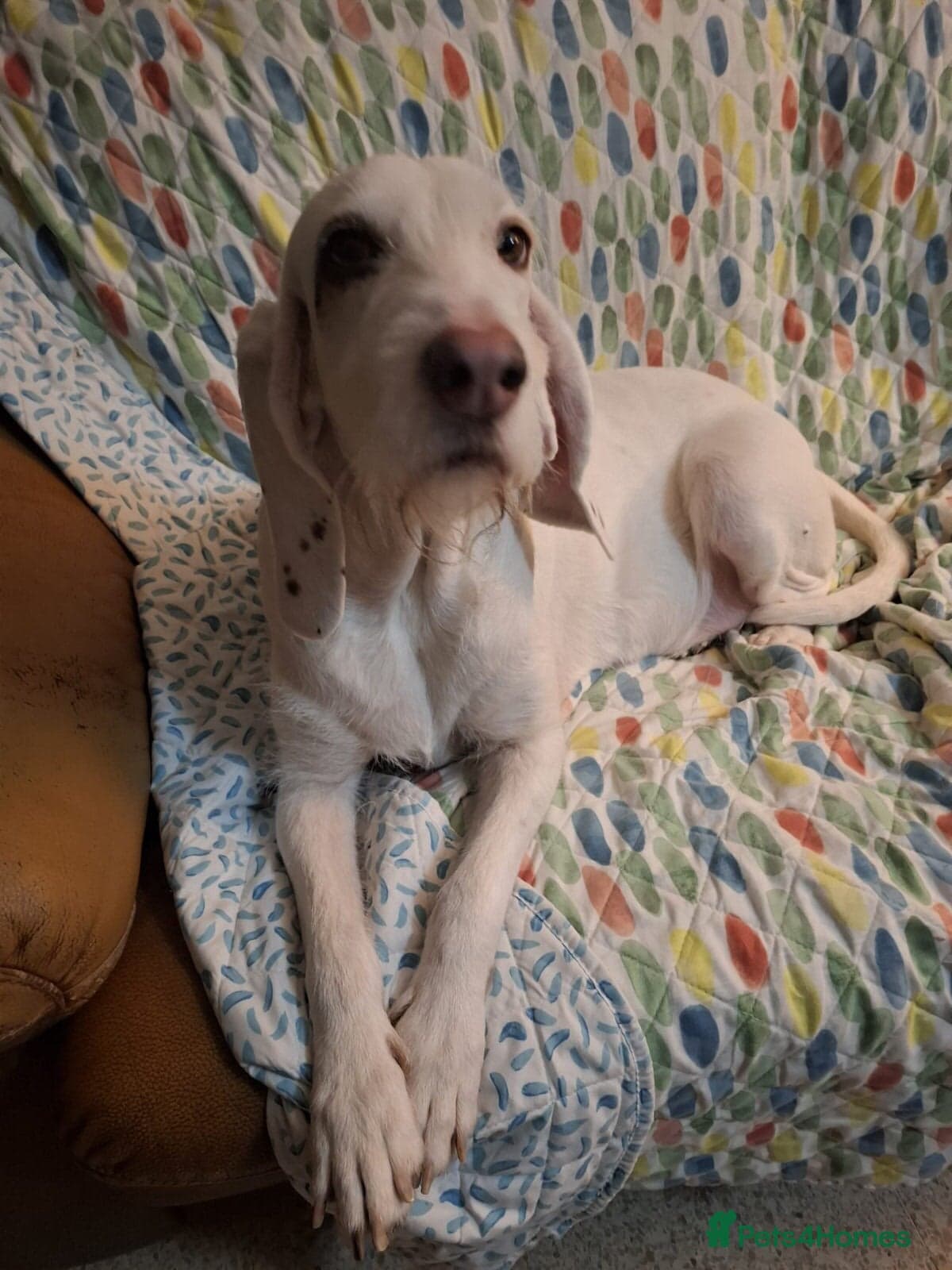 Tuna - lovely Griffon photo 4