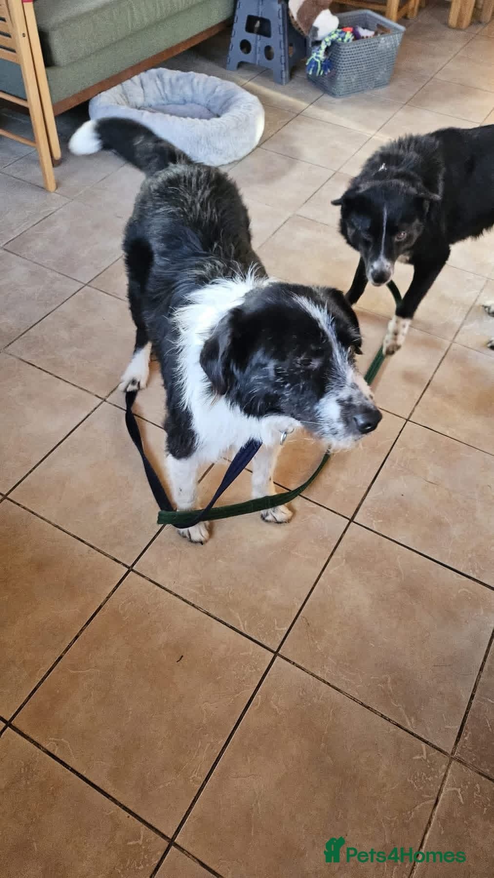 Tommy - long stratton Norfolk photo 8