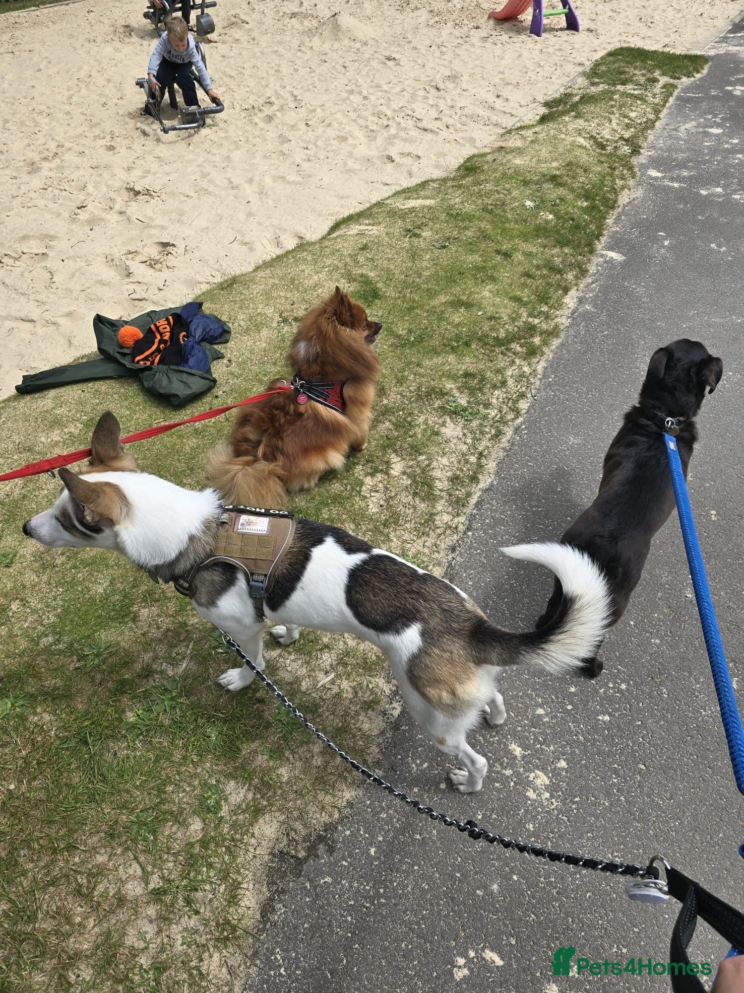 οΈπΆ bela photo 14