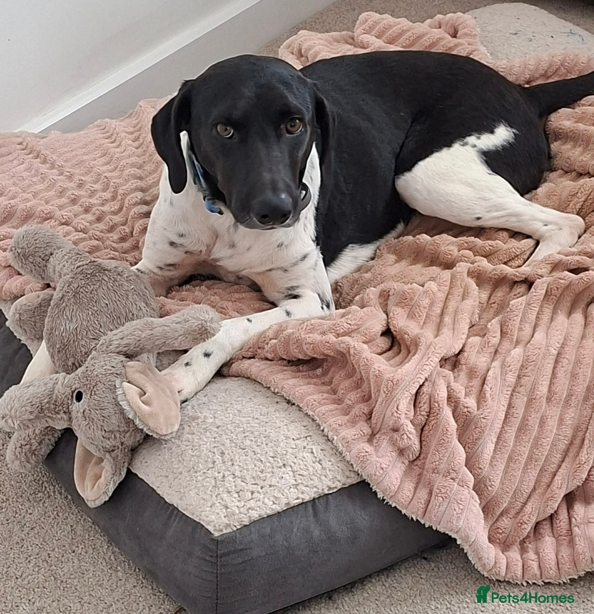 Stratos ! ❤️ a Cypriot sweetheart — Mixed Breed