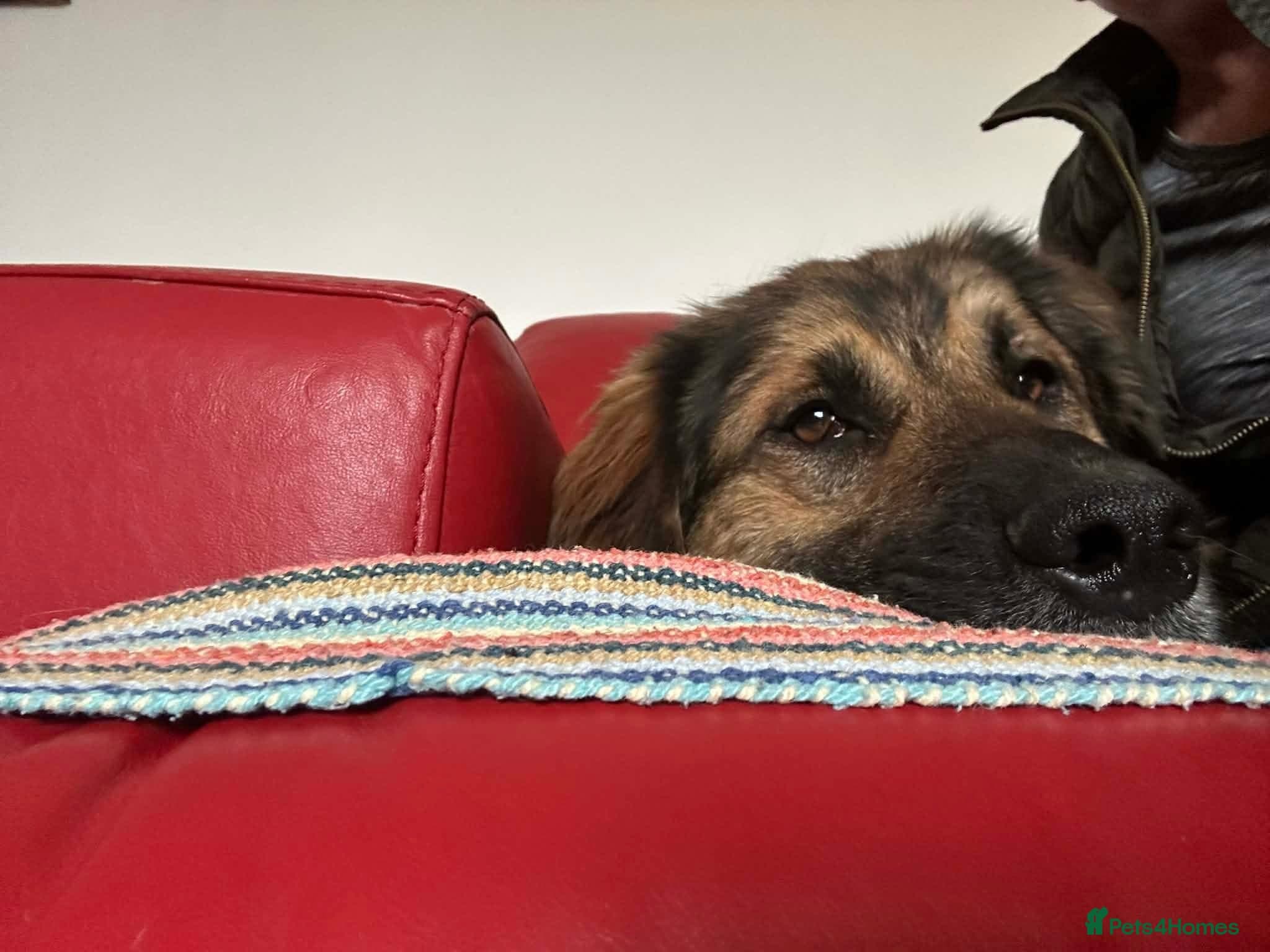 Alfie - Norwich Norfolk β Mixed Breed