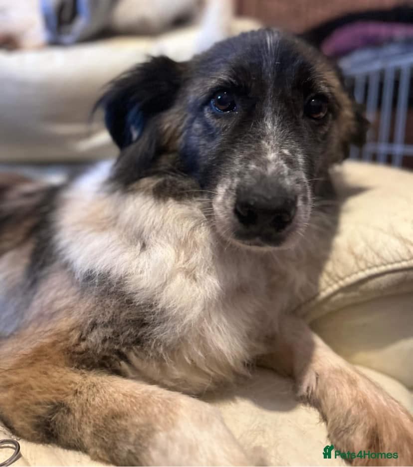 Hilda - Norwich Norfolk photo 35