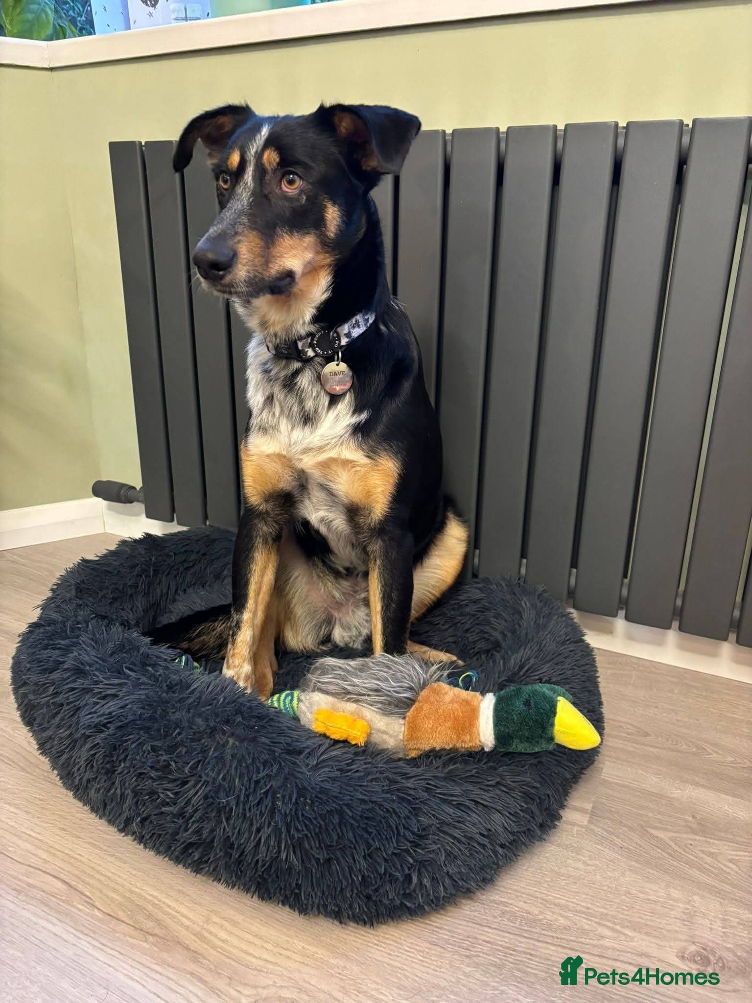 Meet Dave, currently residing in Aberdeen photo 17