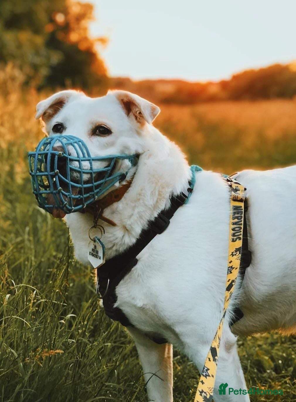 Meet Biscuit, currently residing in Hampshire — Mixed Breed