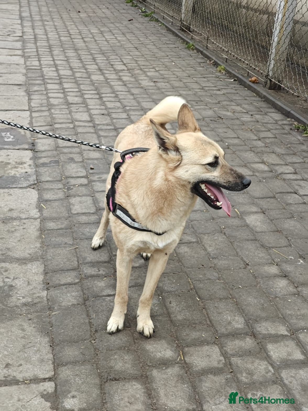 ๏ธ๐ถ stacy photo 27