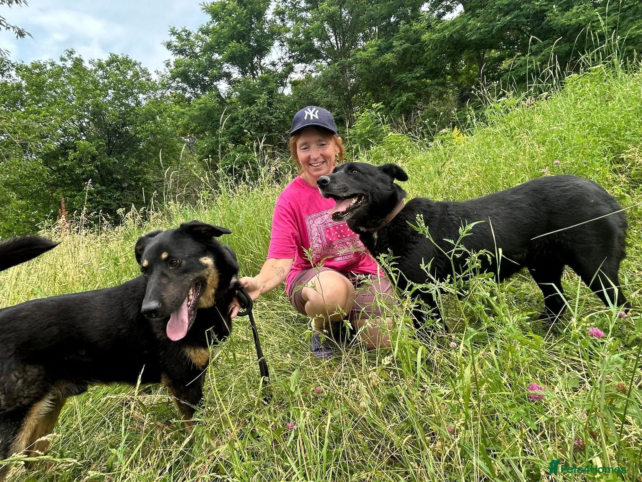 Romeo - Norwich Norfolk β Mixed Breed