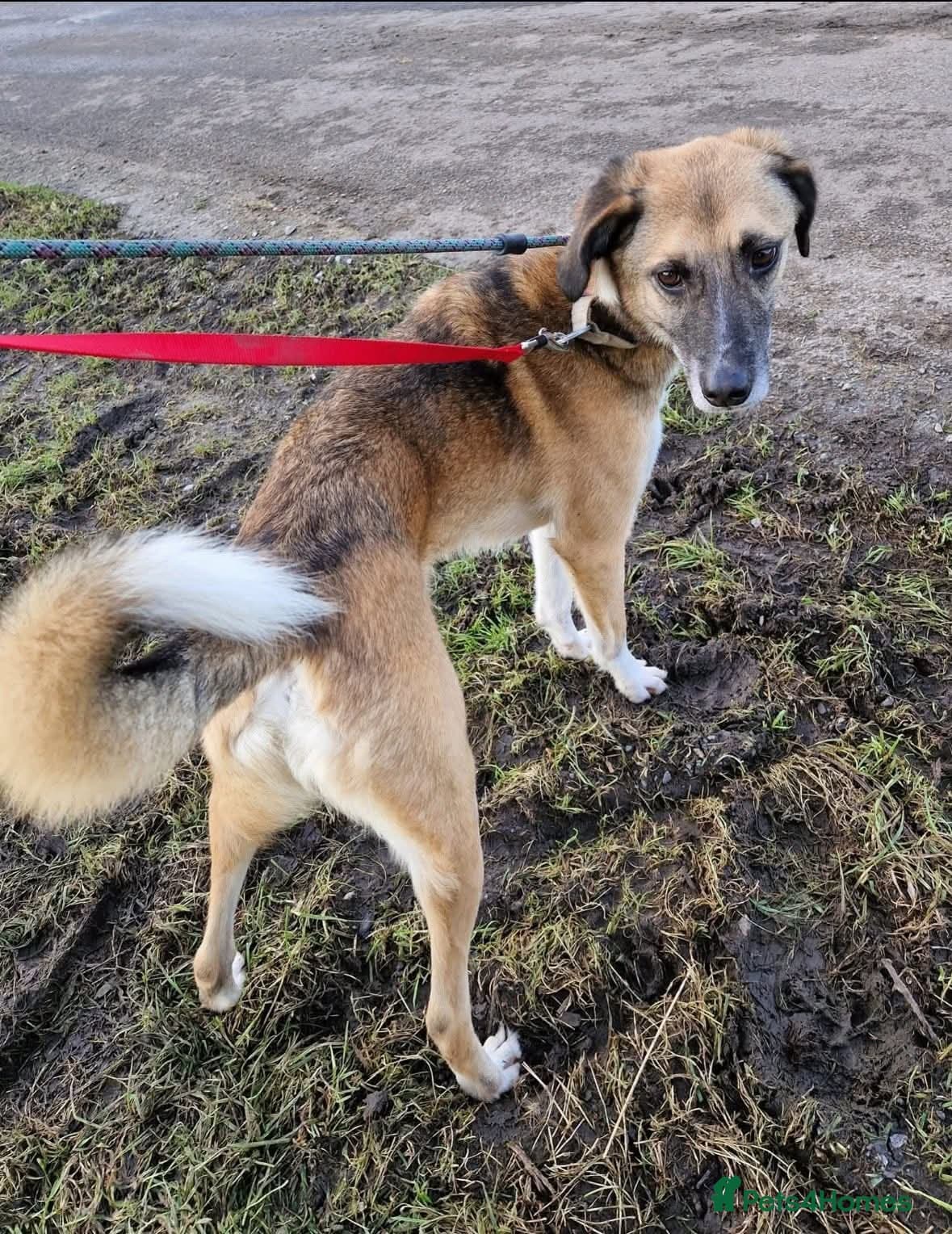 Meet Erol, currently residing in Surrey photo 12