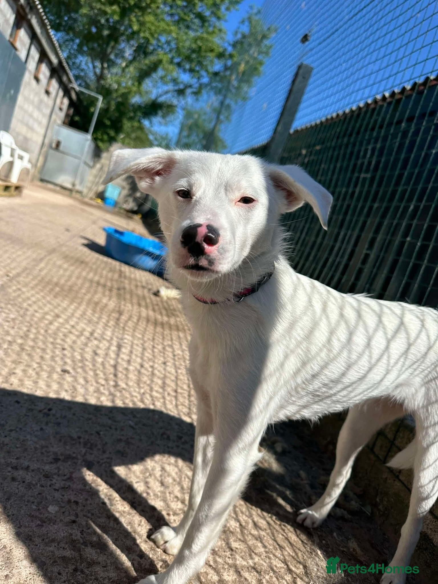 Meet Clove, currently residing in Cheshire photo 7