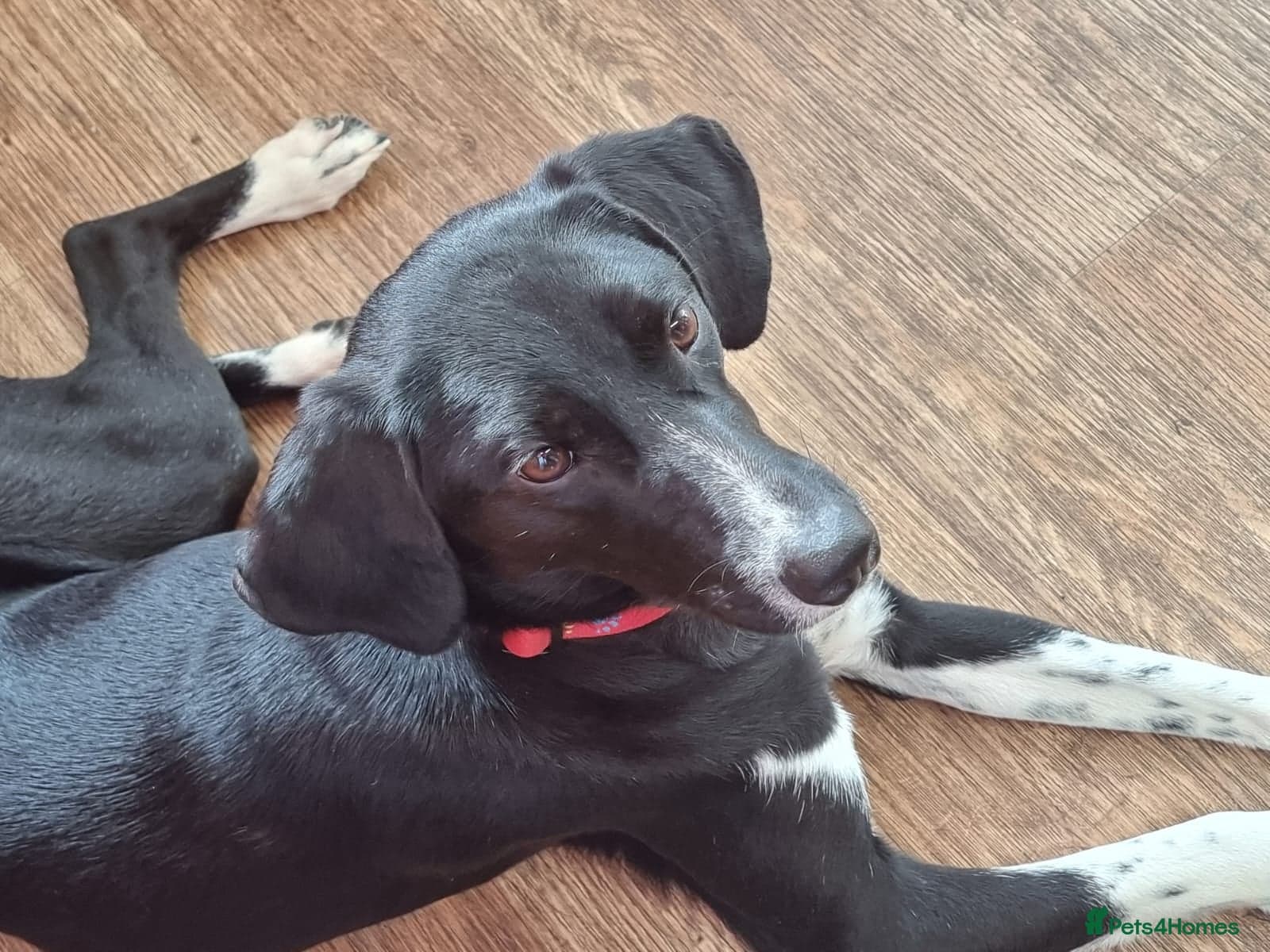 Nora for adoption in cornwall/devon photo 17