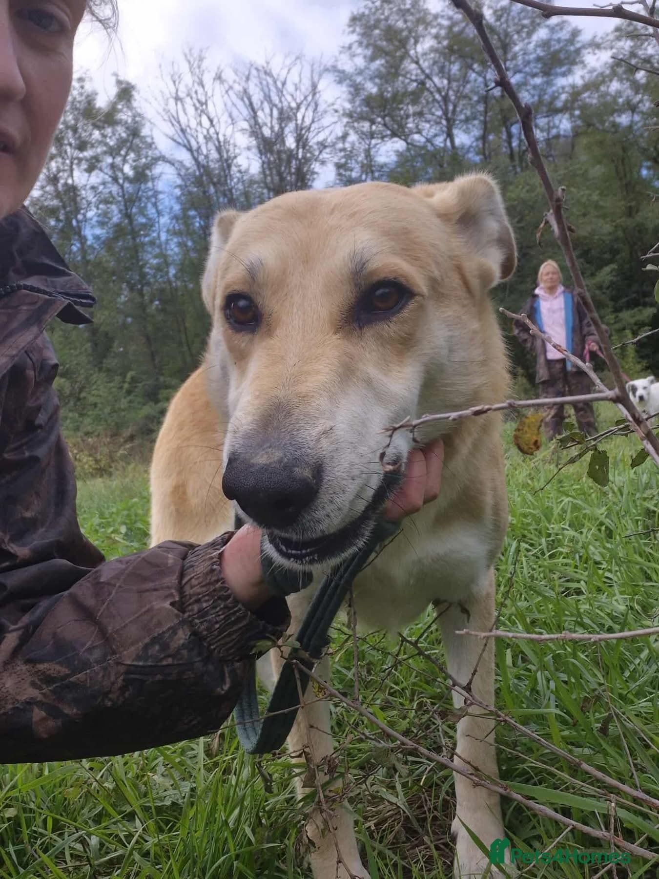 Tanner - Norwich Norfolk photo 2