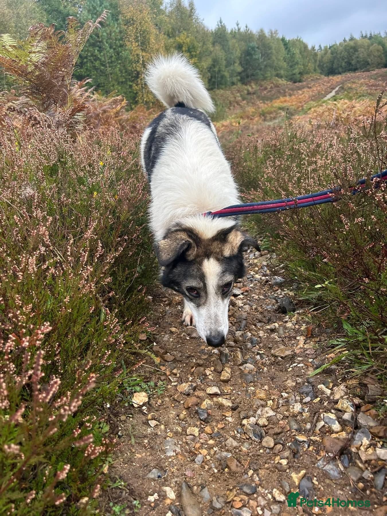 Matteo - Norwich Norfolk photo 8