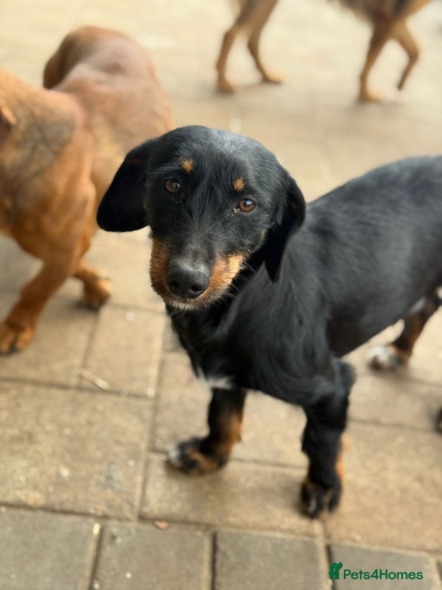 Lovely Cooper ready for his home! photo 12