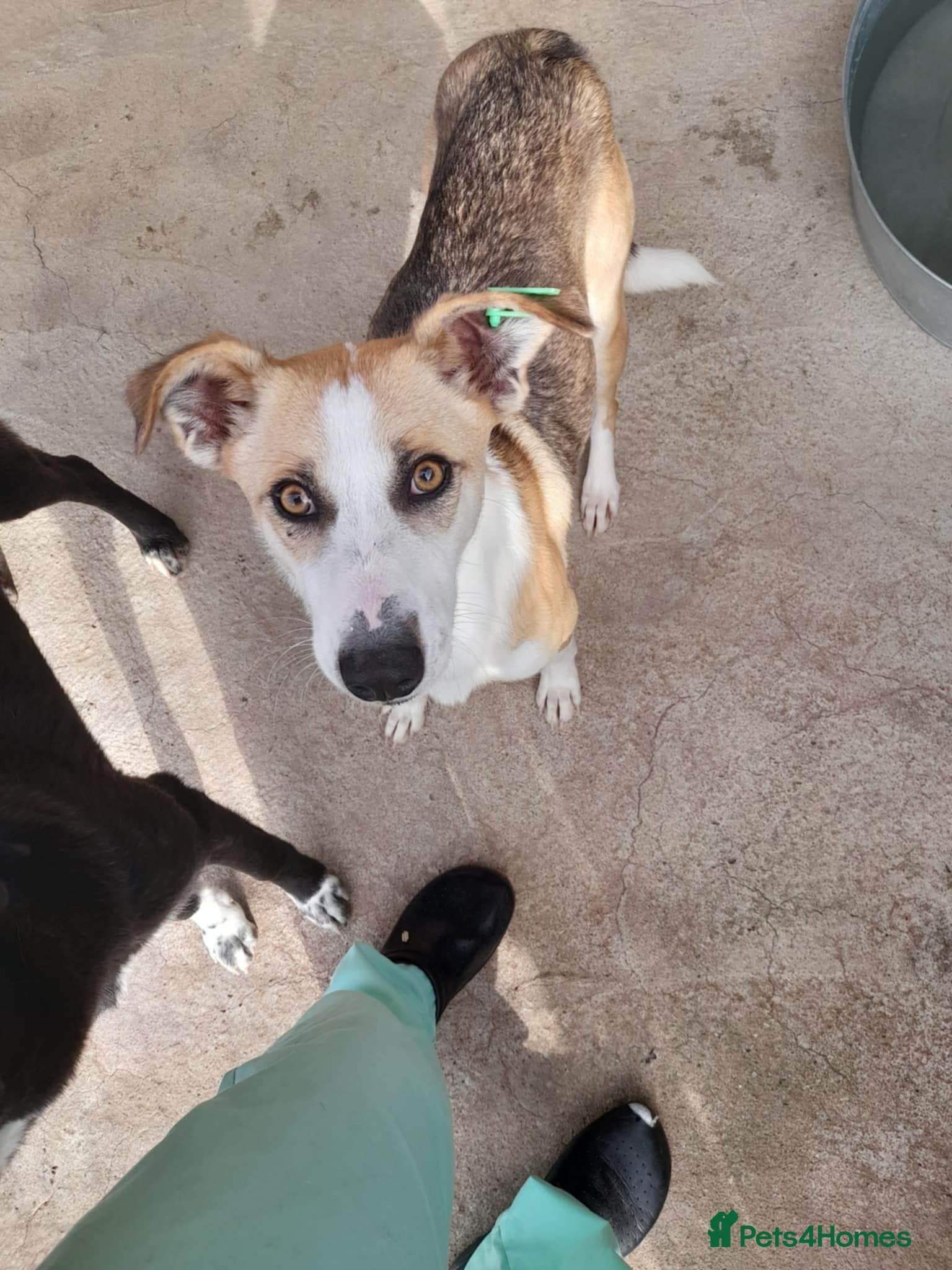 Zelda, 3 yrs old approx. photo 27