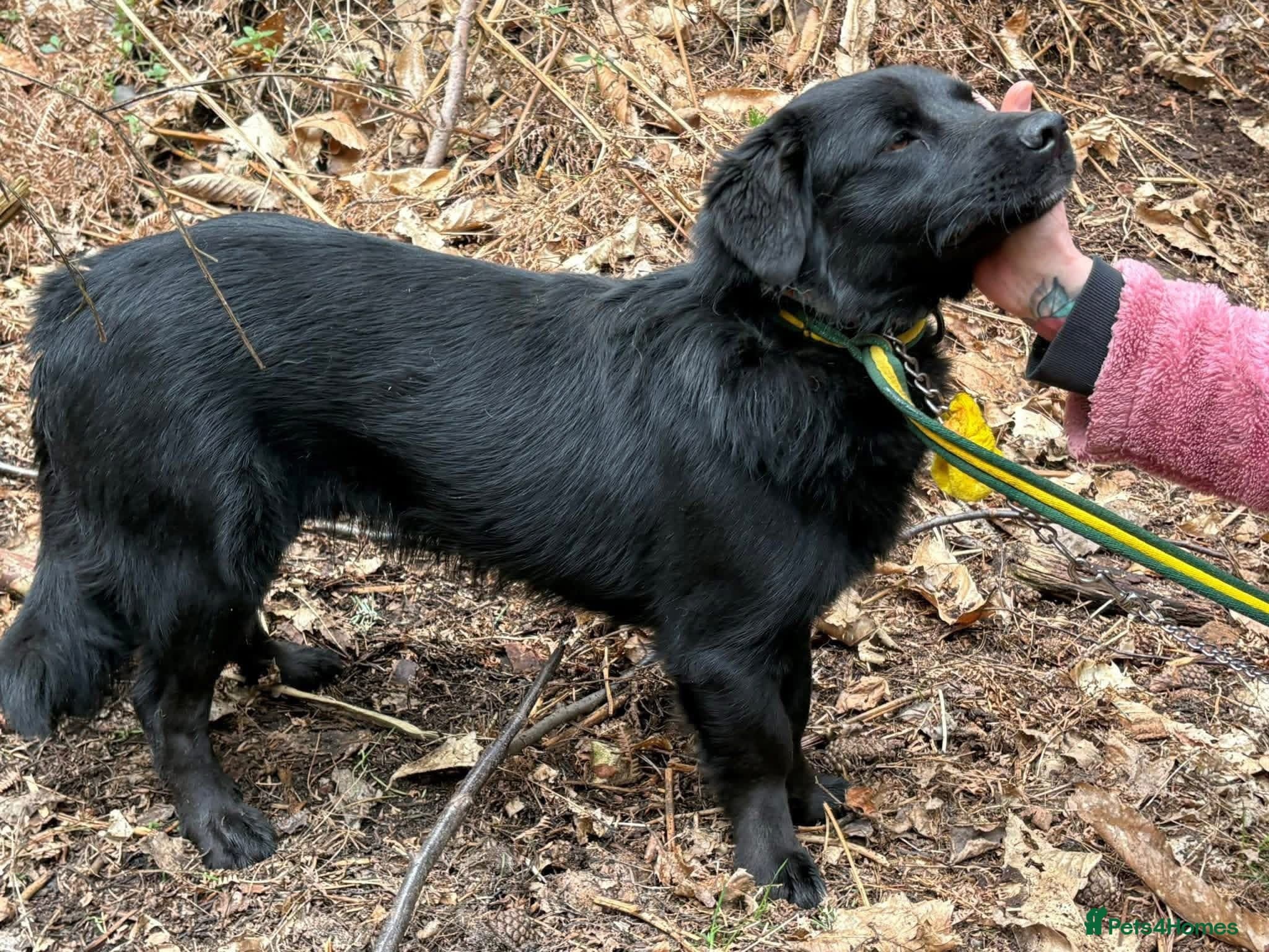 Dante - Norwich Norfolk photo 5