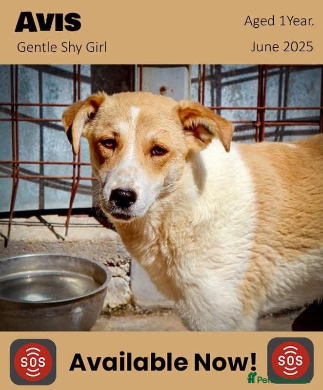 Avis- 20 months - photo 16