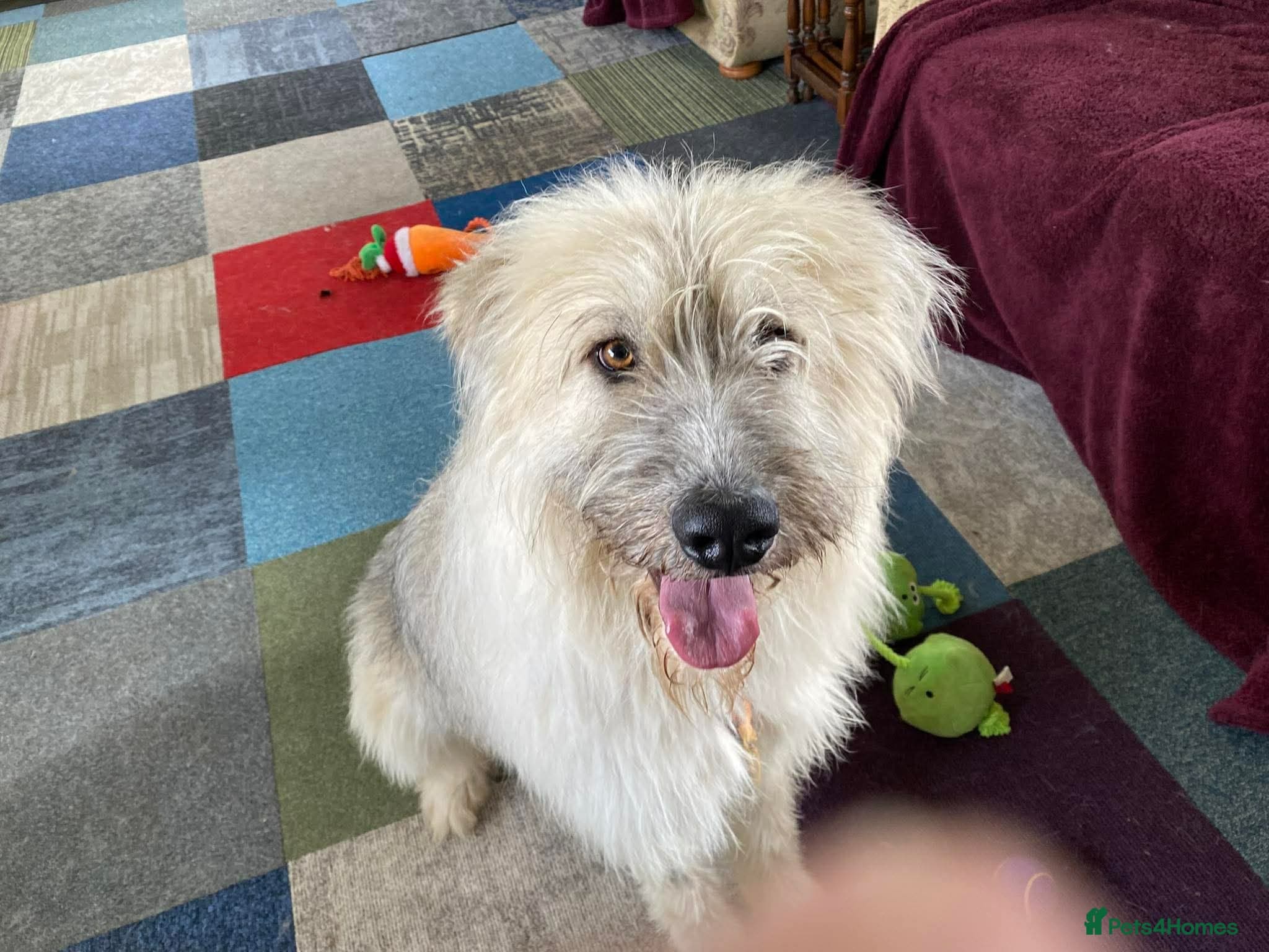 Molly - reserved photo 4