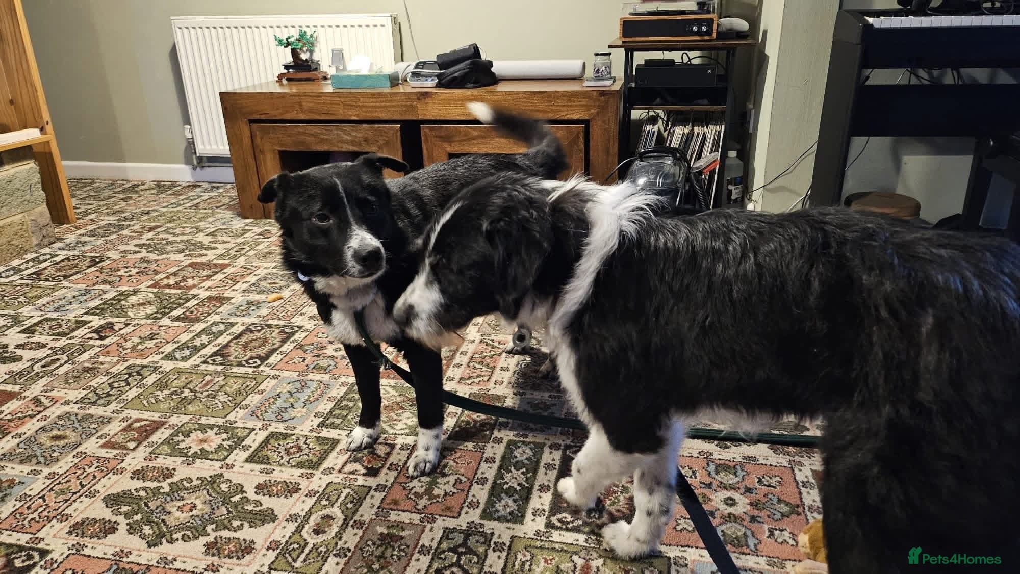 Tommy - long stratton Norfolk photo 9